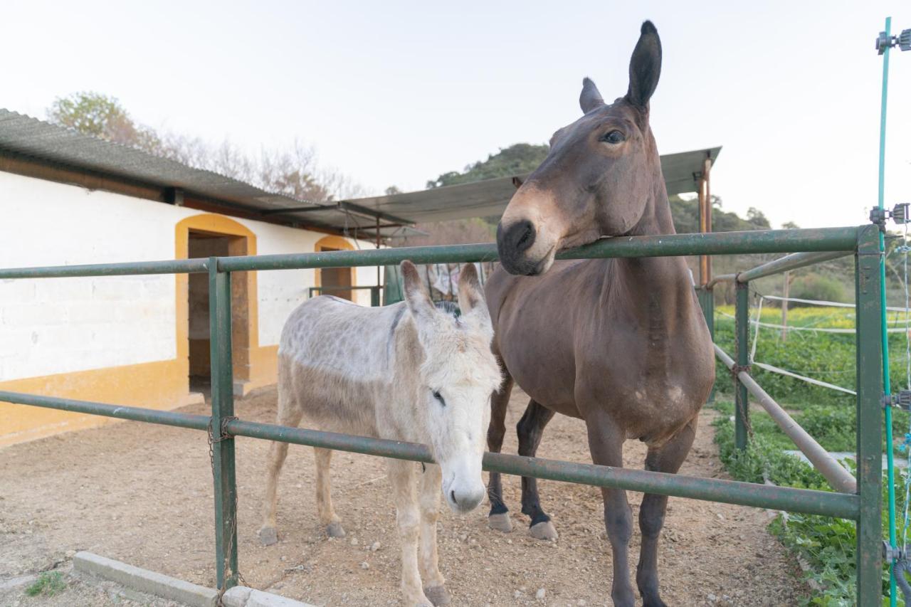 Alojamiento Rural Junto A Via Verde Olvera Εξωτερικό φωτογραφία